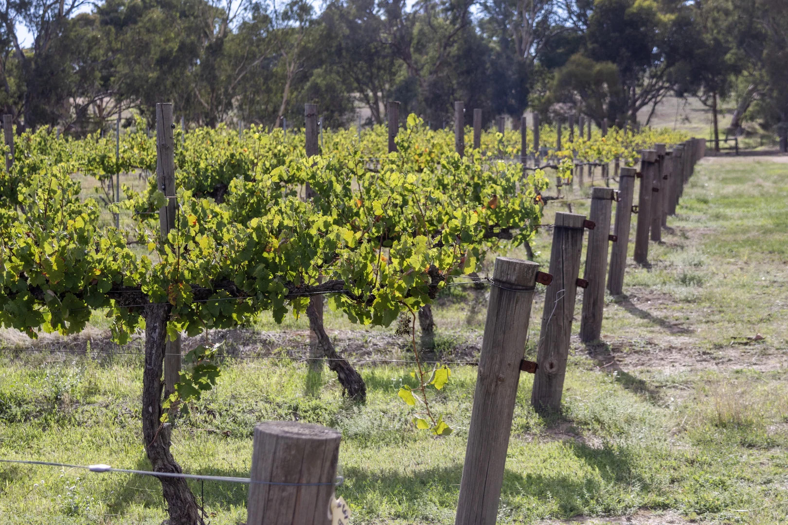 Additional image 23 of 273 Polish Hill River Road, Polish Hill River SA 5453