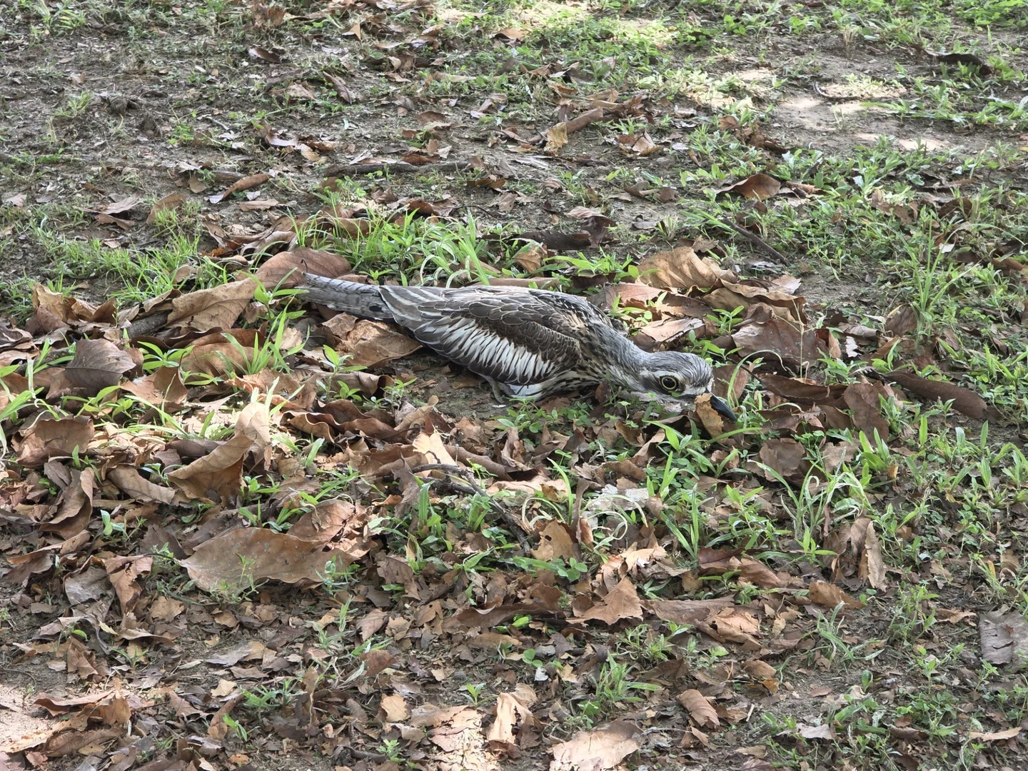 Additional image 11 of 1 Moreton Bay Street, Forrest Beach QLD 4850