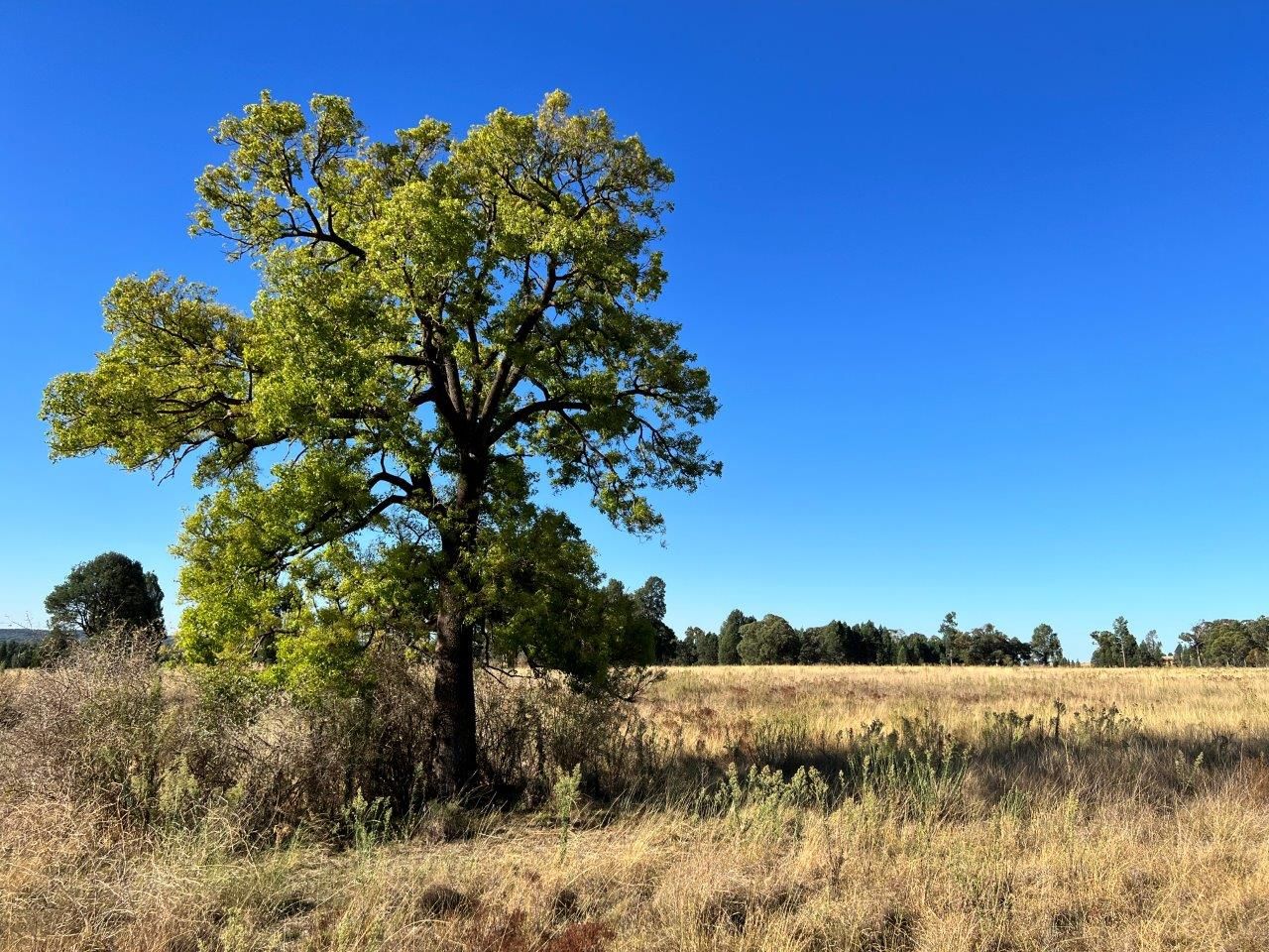 501 Elong Elong Road, Elong Elong NSW 2831, Image 1