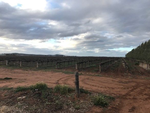 Farm 548C Bilbul Road, Bilbul NSW 2680, Image 0