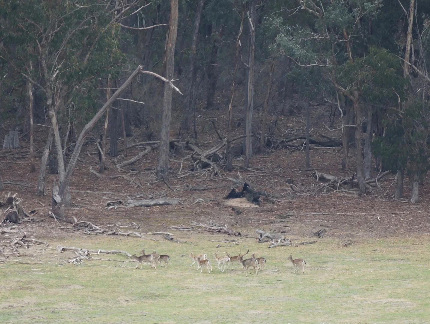 Additional image 26 of 880 Lima East Road, Lima East VIC 3673