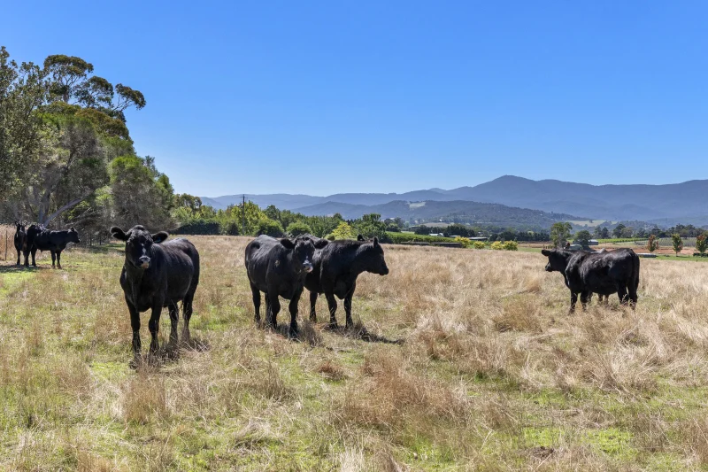Additional image 6 of 12 Maddens Lane, Coldstream VIC 3770