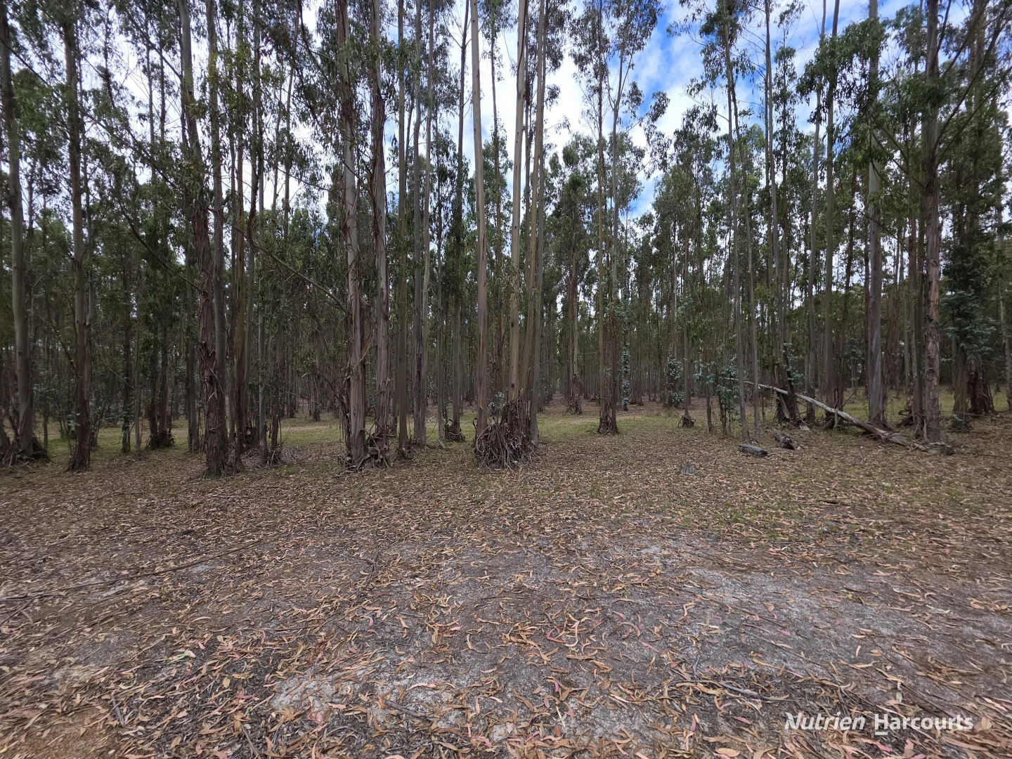 Image 15