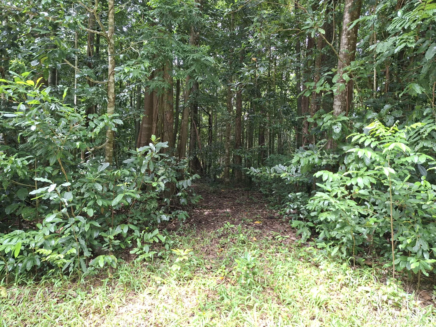 Additional image 2 of Lot 140 Quandong Road, Cow Bay, Daintree QLD 4873