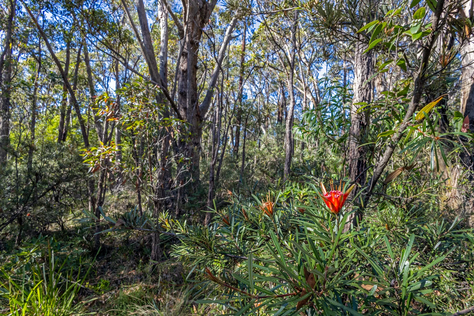 Additional image 11 of 23 Lurline Street, Wentworth Falls NSW 2782