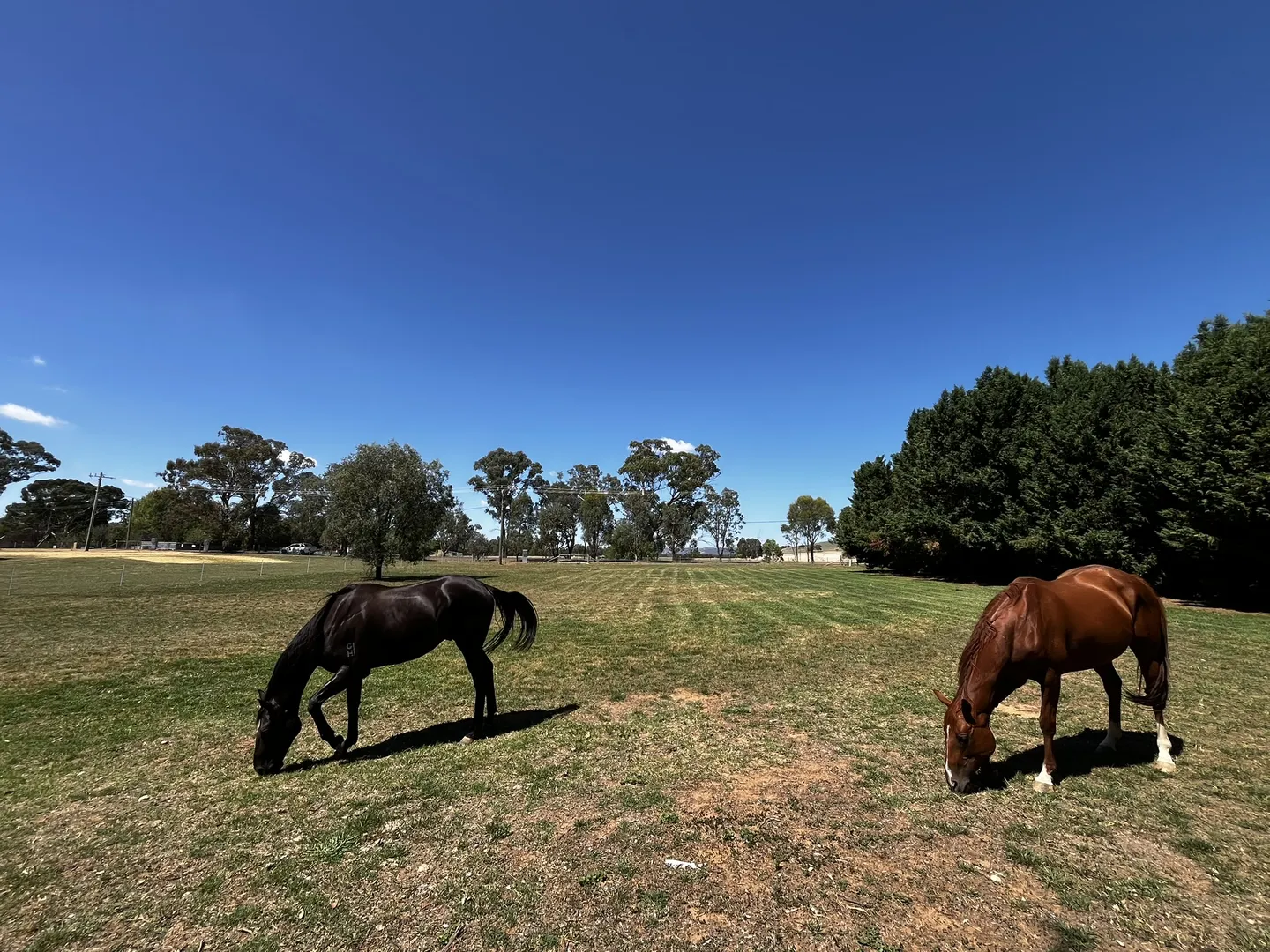 3 x 1ACRE* BUILDING BLOCKS JUST 10MINS FROM COWRA! - More
