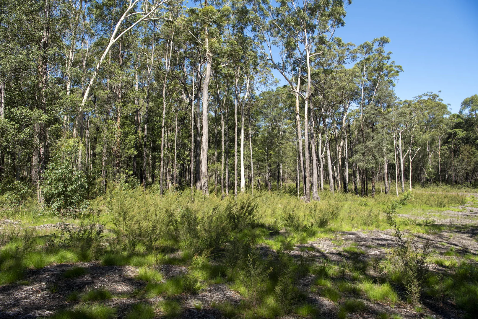 Additional image 13 of Lot 2 Parnell Road, Tomerong NSW 2540