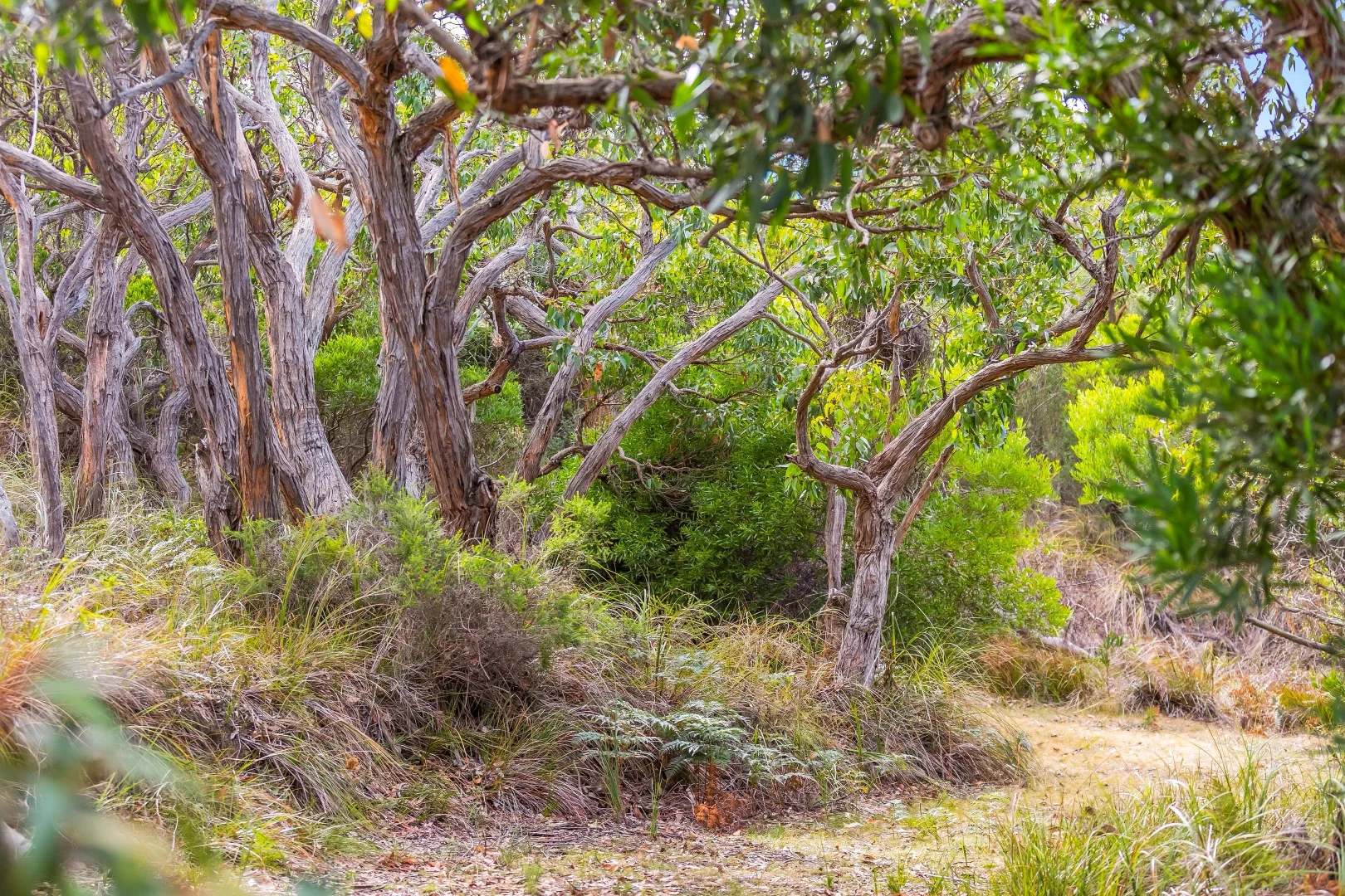 Additional image 4 of 59A Lialeeta Road, Fairhaven VIC 3231