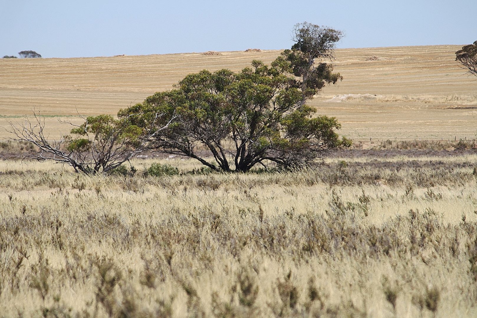 Lot 5887 Dumbleyung/Lake Grace Rd, Dumbleyung WA 6350, Image 1