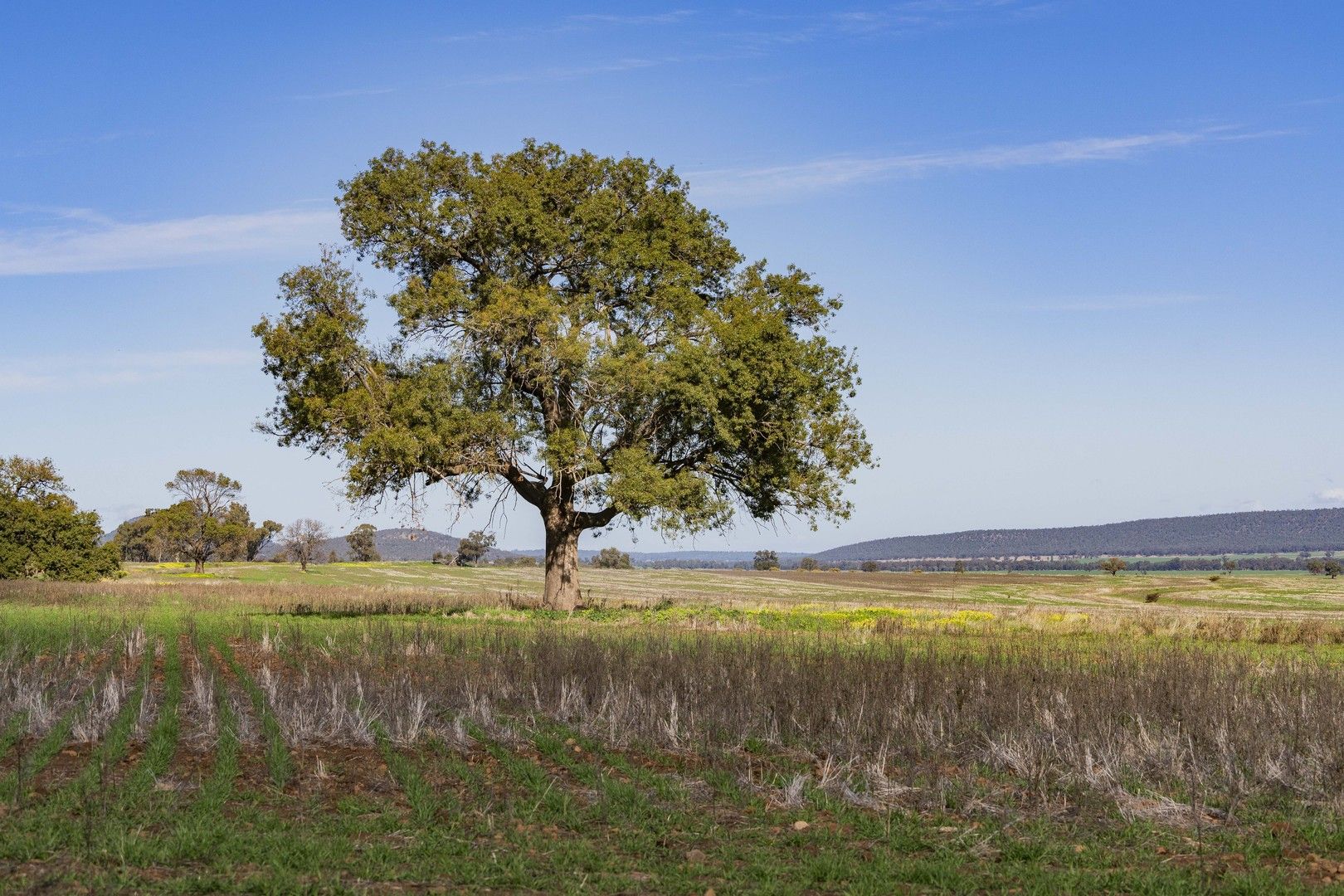 Barellan Road, Colinroobie NSW 2700, Image 1