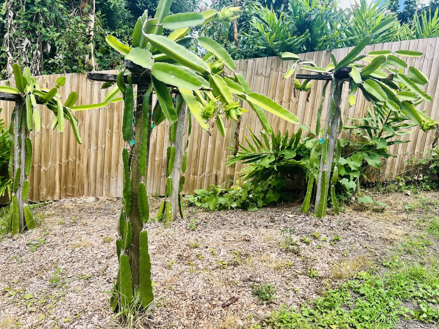Image 15