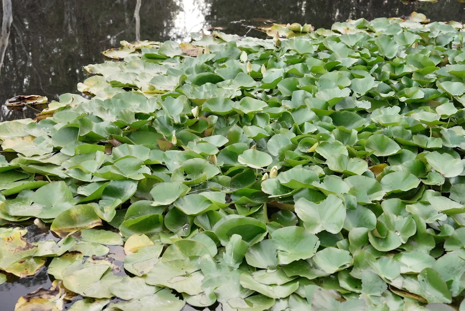 Additional image 28 of 134 Gumnut Crescent, Bungonia NSW 2580