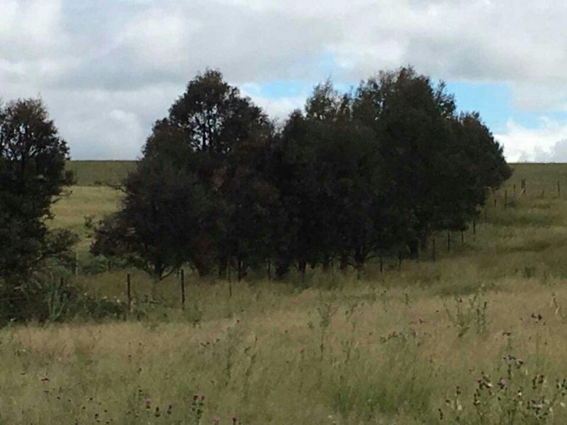 Lot 3 Barney Downs Road, Tenterfield NSW 2372, Image 1