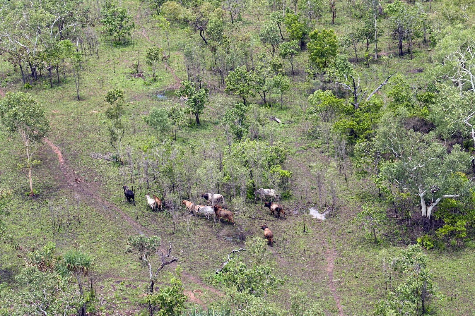 Additional image 9 of Douglas-Daly NT 0822