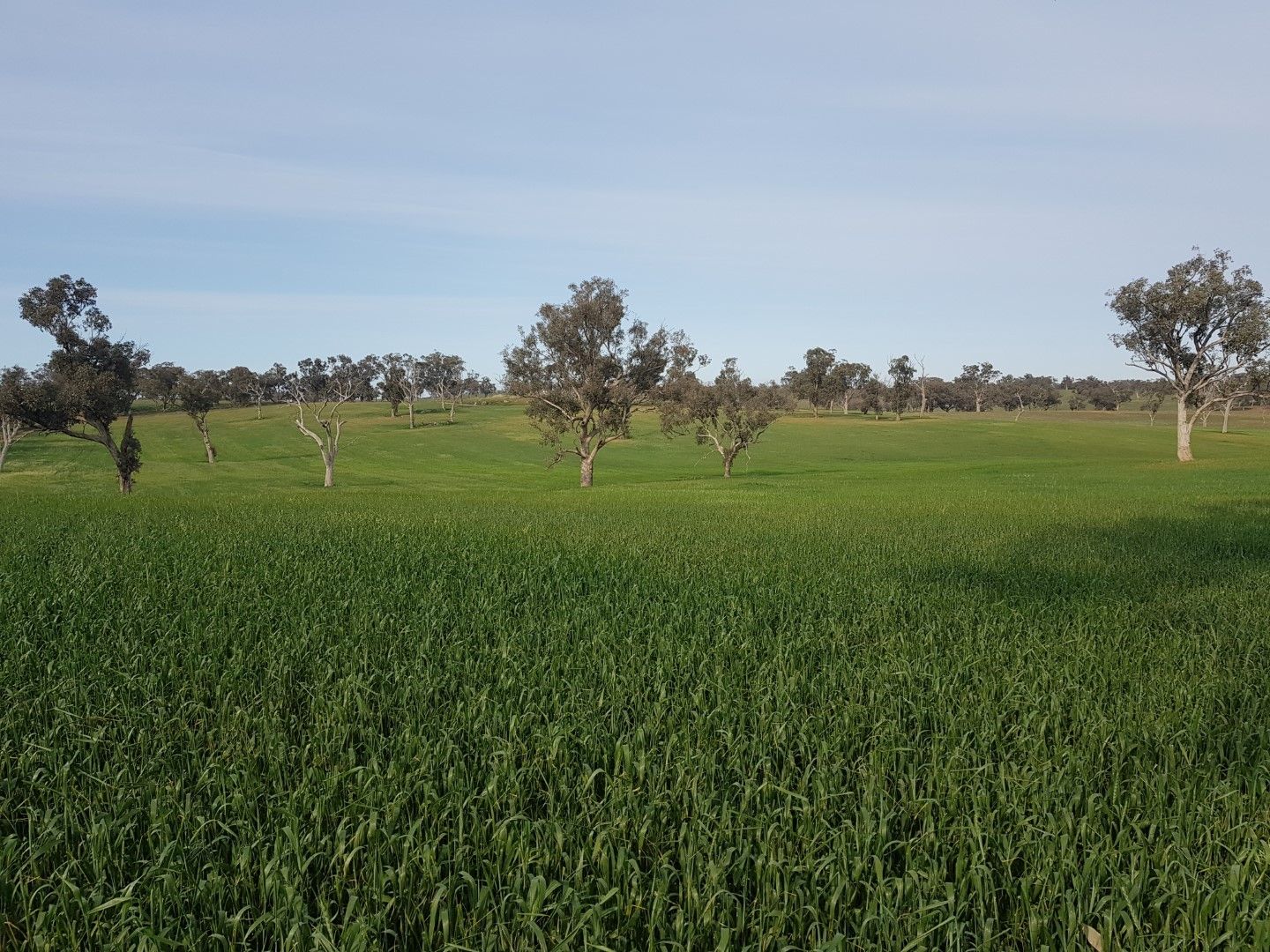 Uplands, Young NSW 2594, Image 1