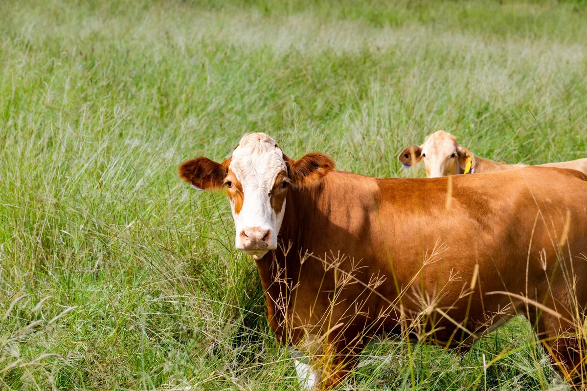 Additional image 23 of 35 Somerville Road, Blakebrook NSW 2480