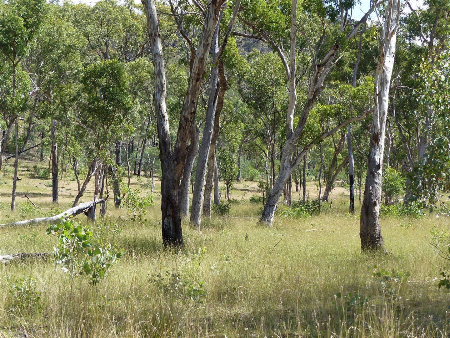 . 'Warrong', Injune QLD 4454, Image 1