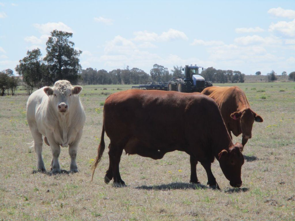 "MUNKORA" 2480 ACRES for AUCTION, The Gums QLD 4406, Image 0