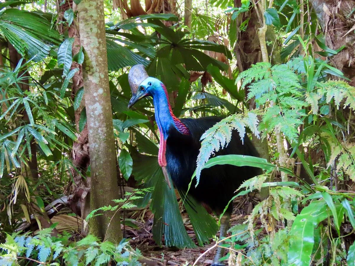 Additional image 37 of 3 Kurrajong Close, Wongaling Beach QLD 4852