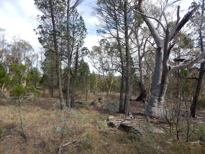 Lot 13 Woodlands Drive, Binjura NSW 2630, Image 1