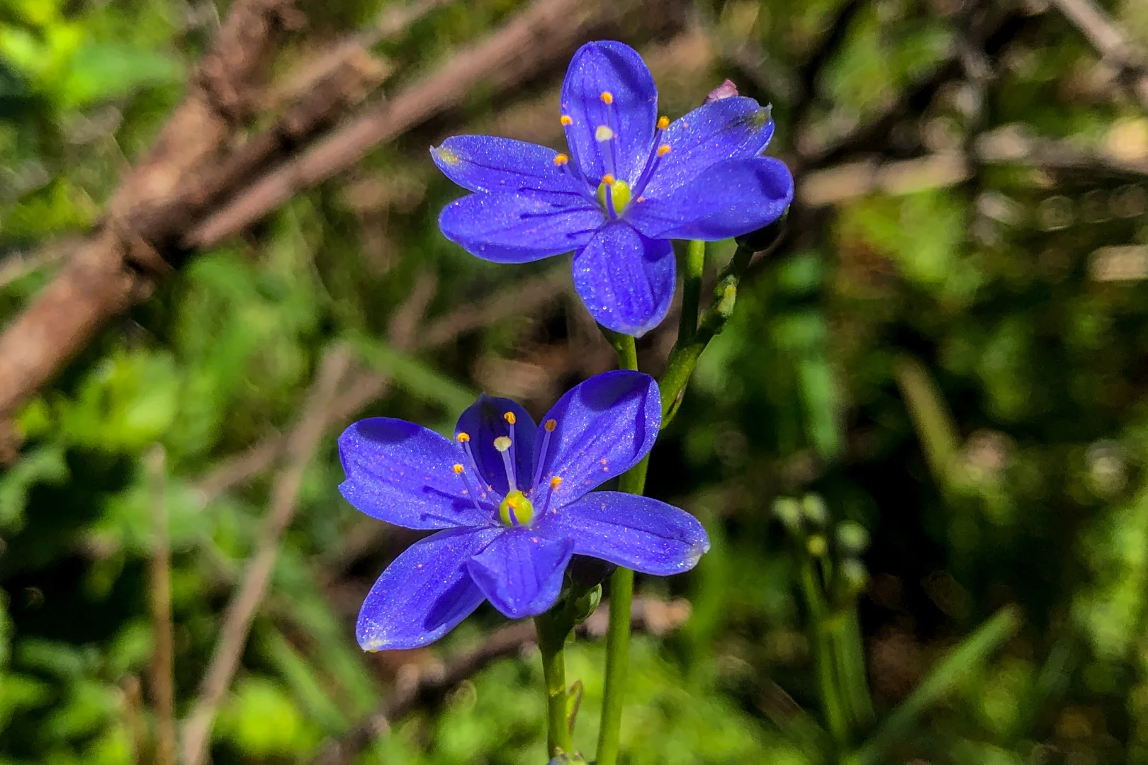 Additional image 35 of 113 Maple Lane, Hay Flat SA 5204