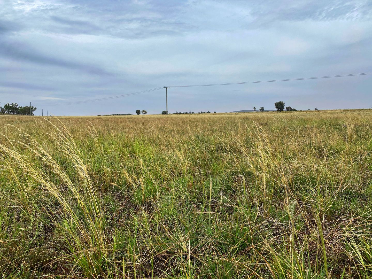 Fermoy 9286 The Bogan Way, Tullamore NSW 2874, Image 2