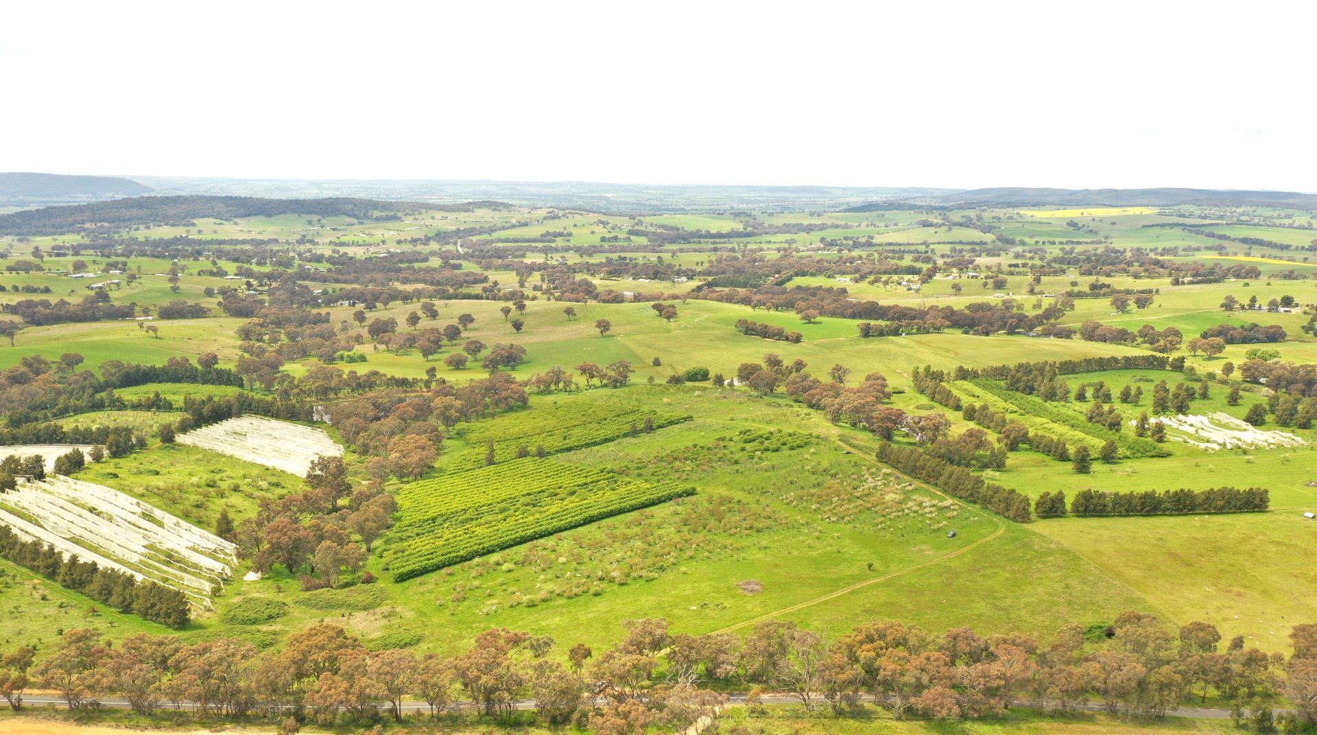 Proposed Lot 1 Apps Lane, Young NSW 2594, Image 1