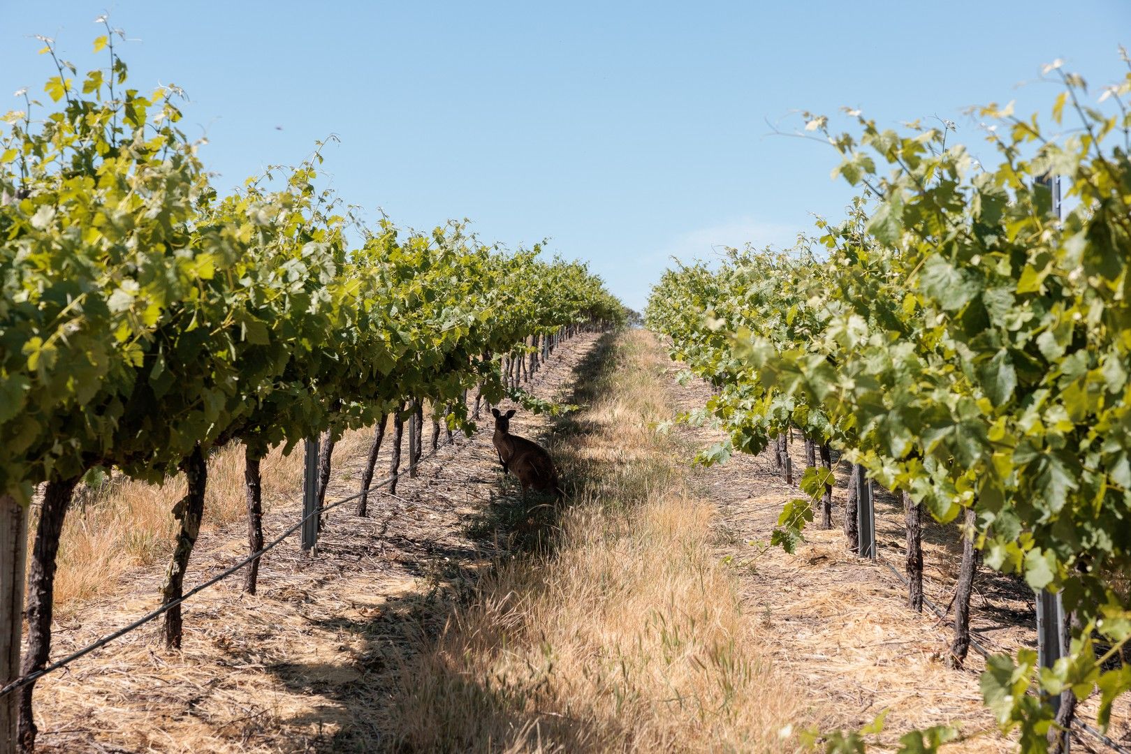 Rural in 659A Spring Gully Road, CLARE SA, 5453