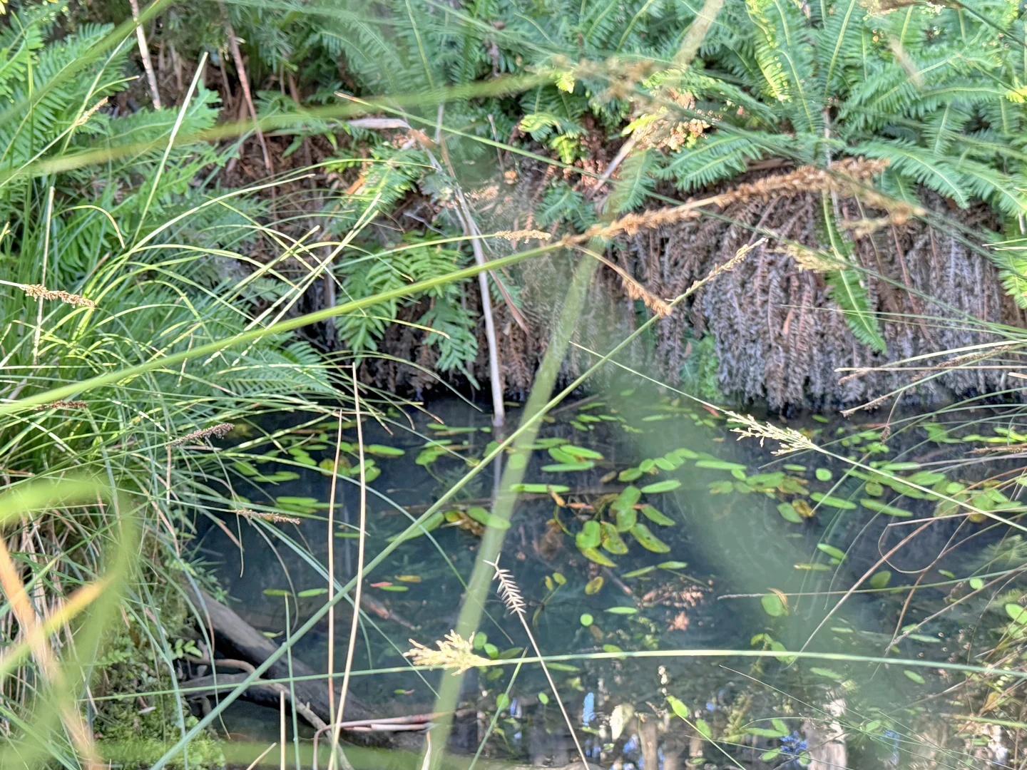 Additional image 16 of 577 Elephant Pass Road, Gray TAS 7215