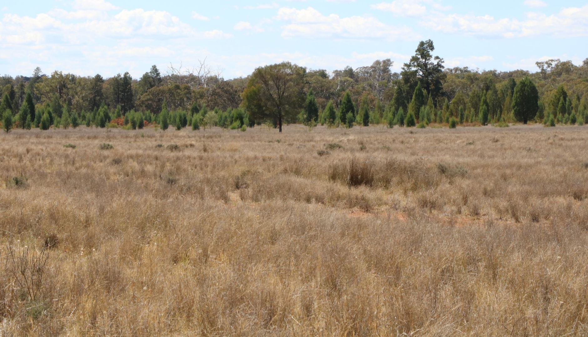 "Walma" Back Trundle Road, Parkes NSW 2870, Image 1