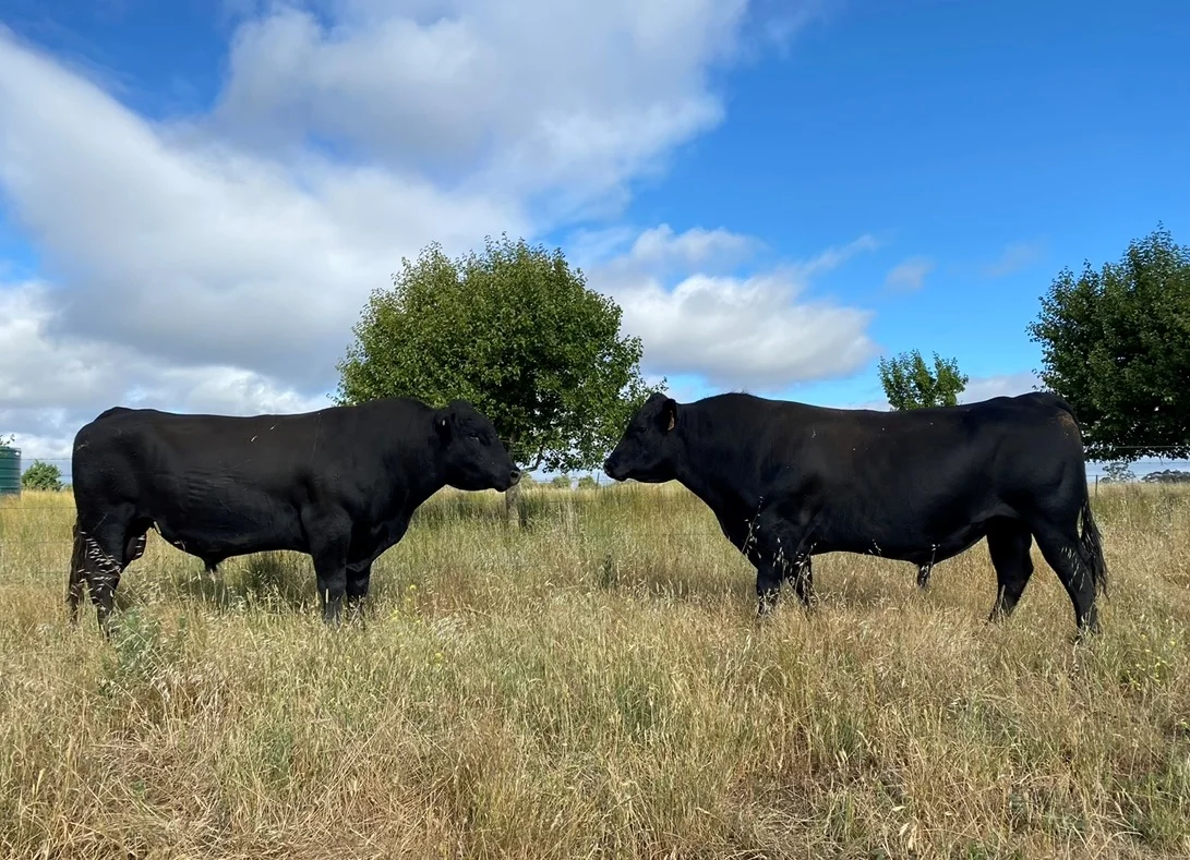 Additional image 8 of 75 Whiley Road, Spring Hill NSW 2800