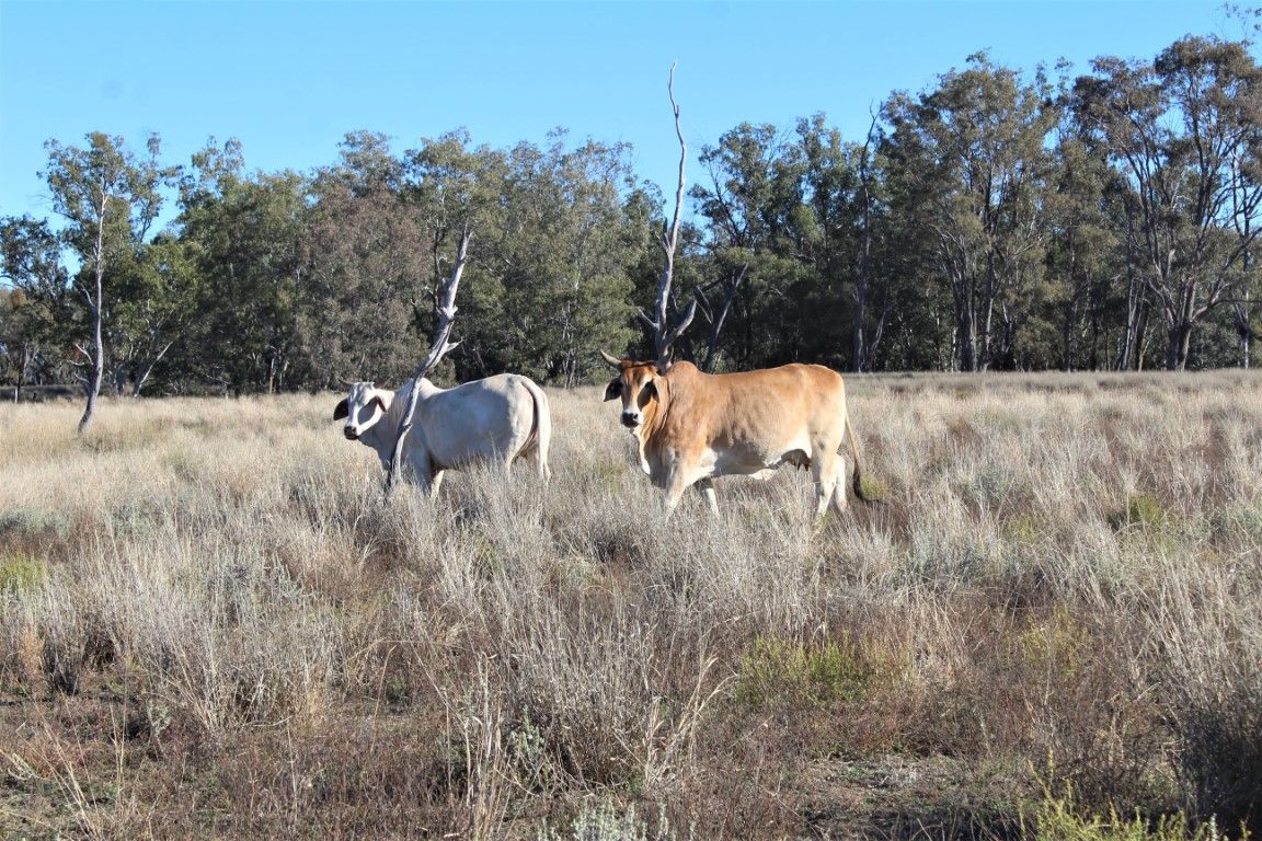 0 Buckland Terrace, Roma QLD 4455, Image 1