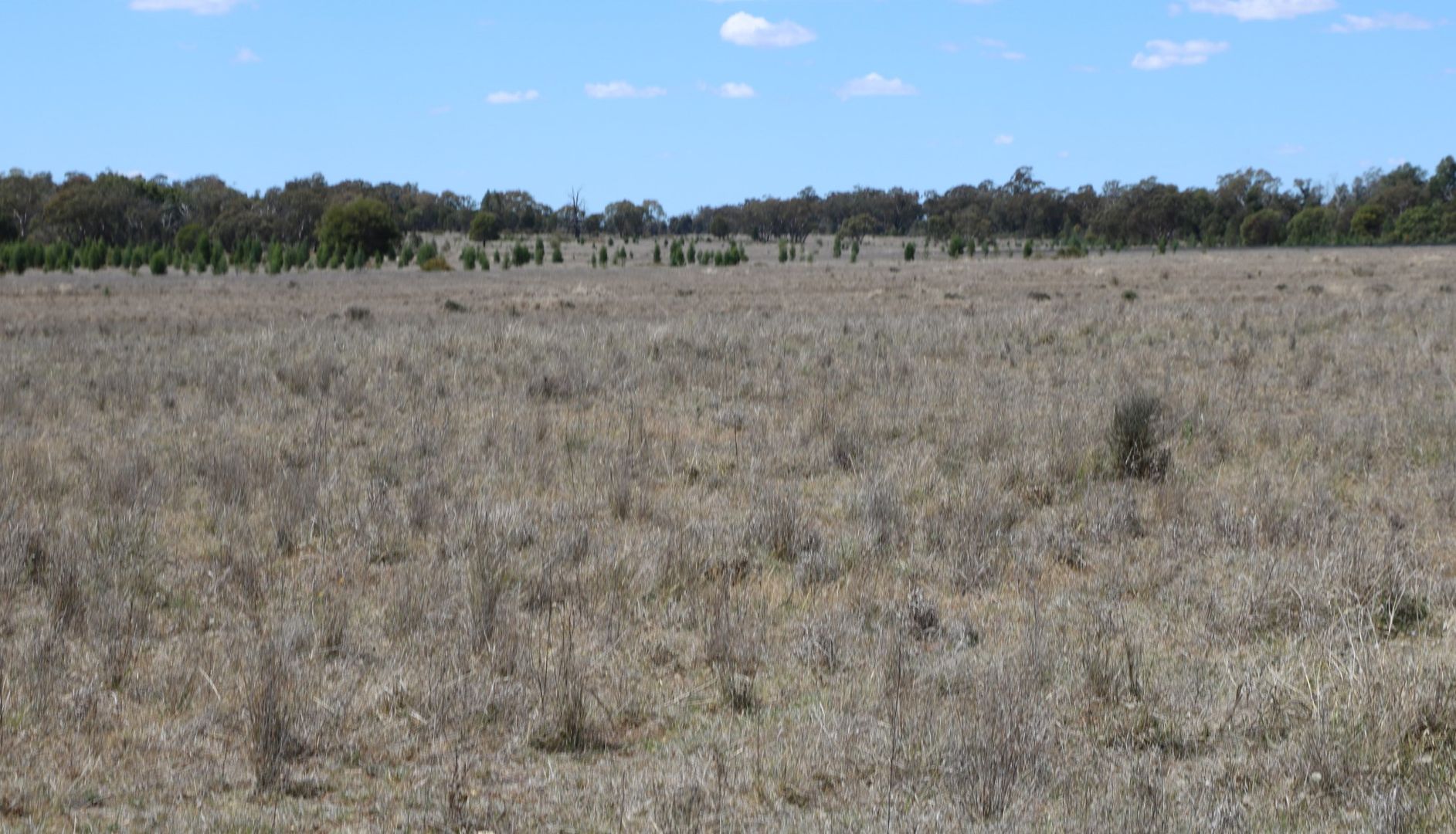 "Walma" Back Trundle Road, Parkes NSW 2870, Image 2