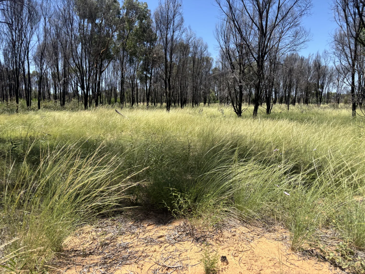 Image 11