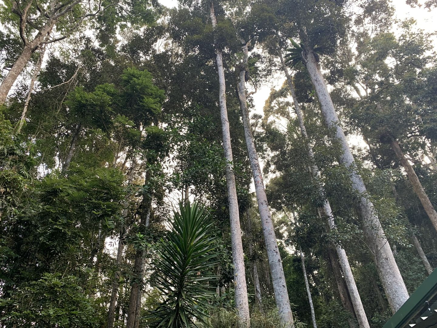 144 Figtree Close, Malanda QLD 4885 House for Sale Domain