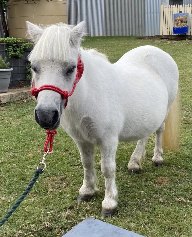 Additional image 31 of 13 Berner Road, Tansey QLD 4601