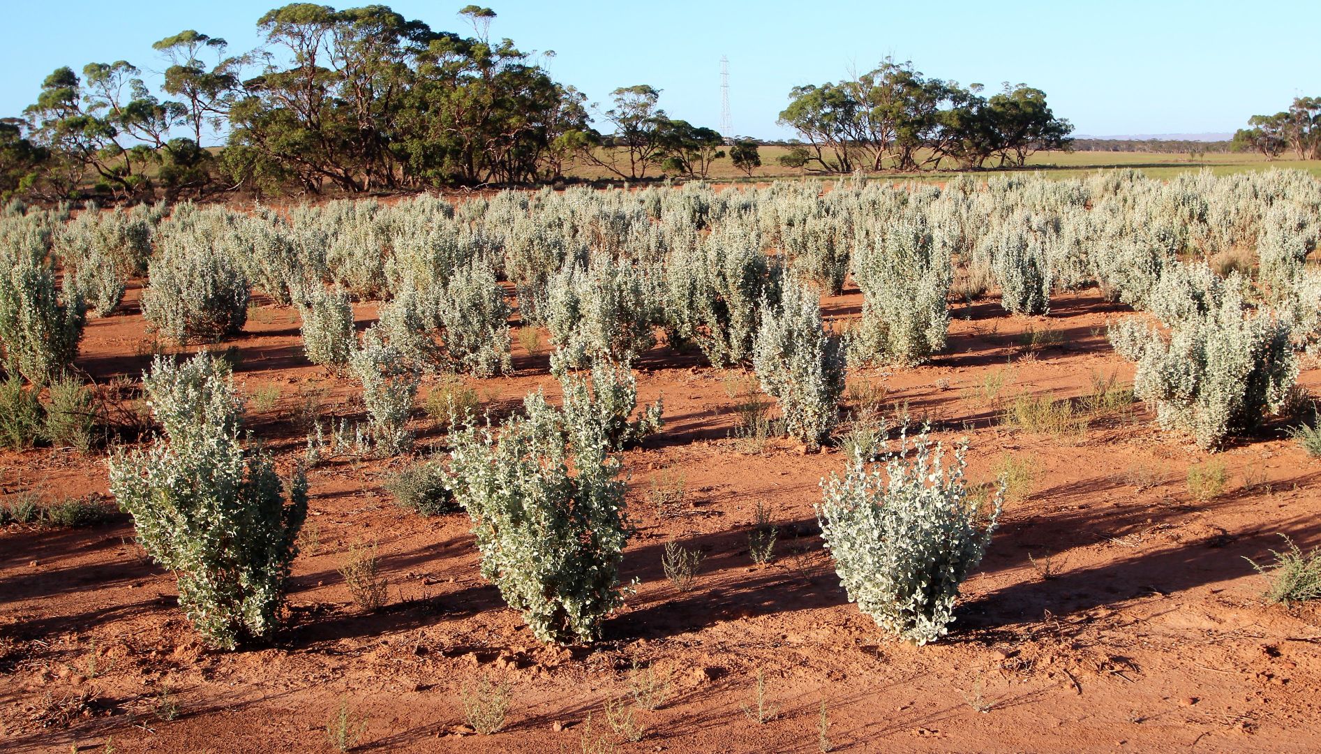 Lot 315 Bower Road, Australia Plains SA 5374, Image 2