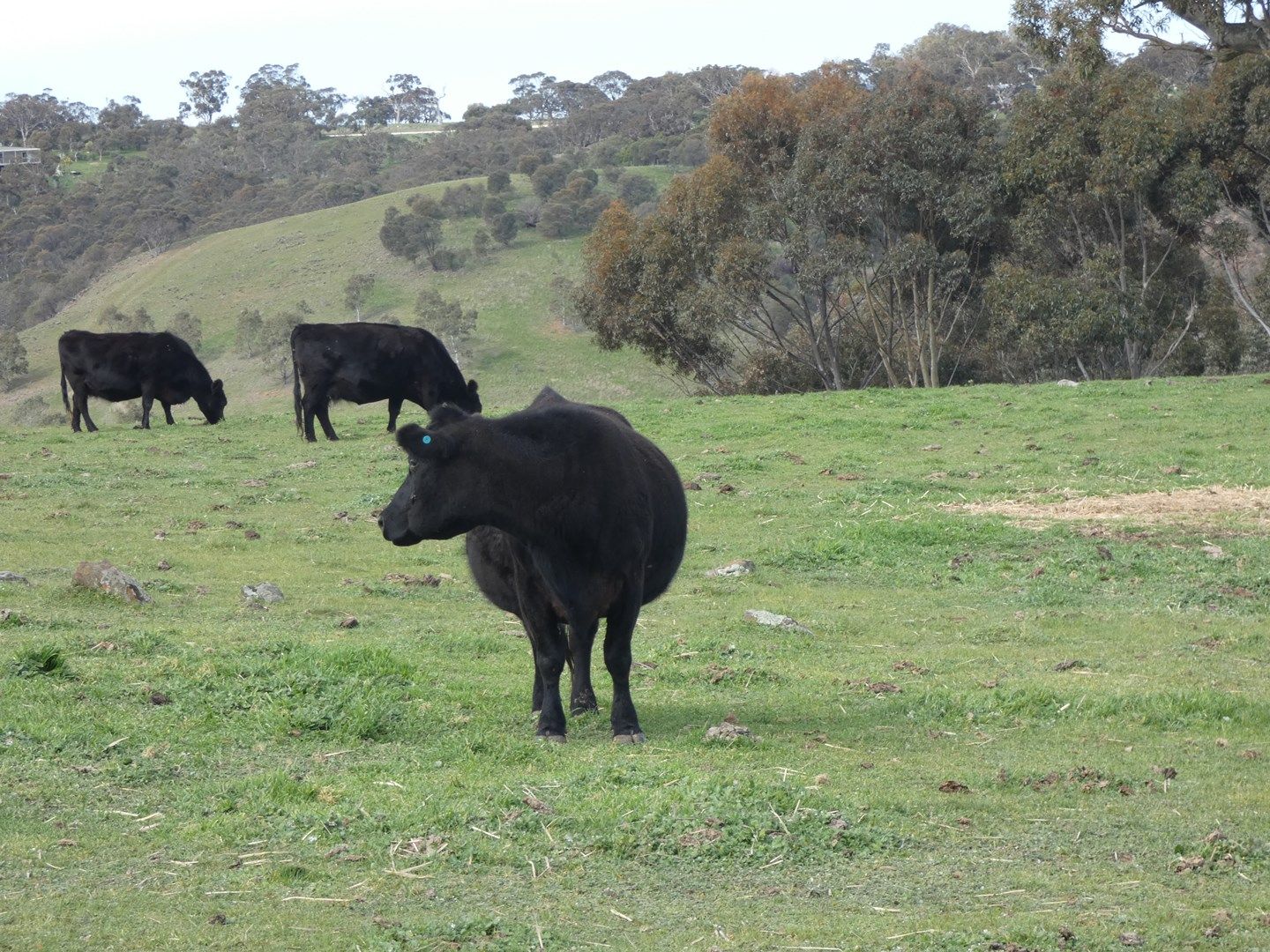 82F Treutler Road, Wistow SA 5251, Image 1