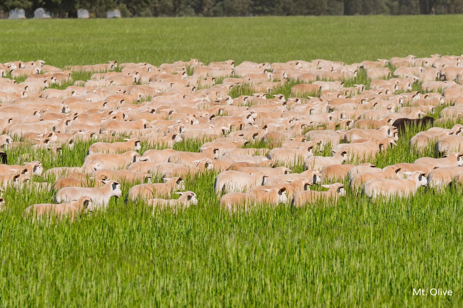 Additional image 2 of Kamarah Road, Narrandera NSW 2700