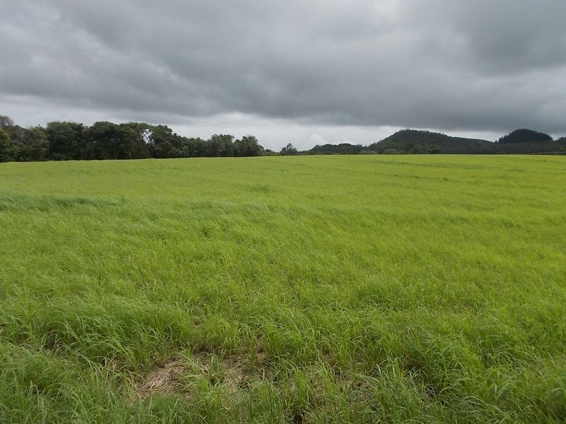 4749 Gillies Range Road, East Barron QLD 4883 House for Sale