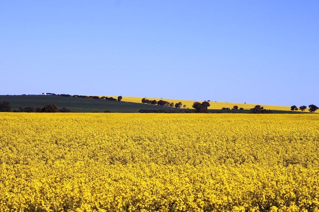 Wongan Hills WA 6603, Image 0