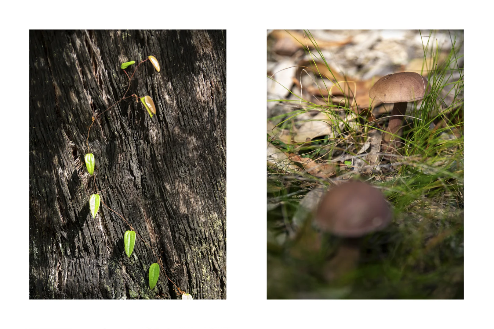 Additional image 8 of Lot 2 Parnell Road, Tomerong NSW 2540