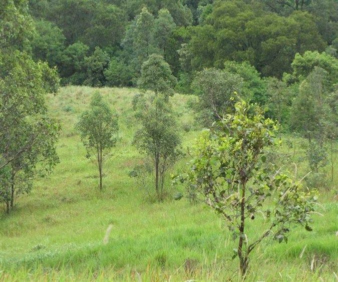 Lot 21 Green Pigeon Road, HORSESHOE CREEK NSW 2474, Image 2