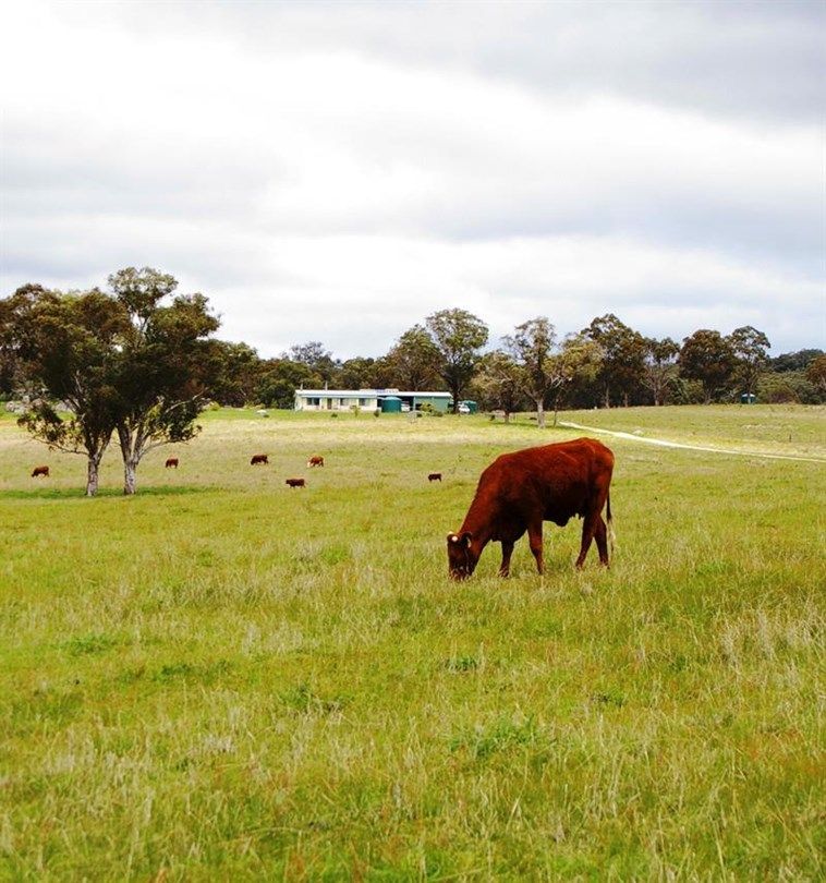 471 Watsons Creek-tilmunda Rd, Watsons Creek NSW 2355, Image 0