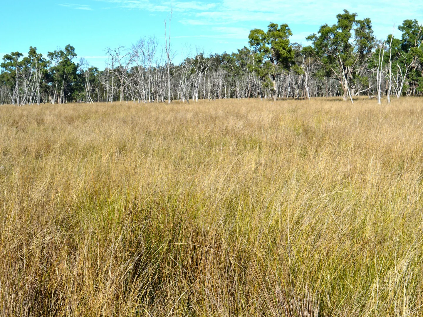 Additional image 11 of Lot 1 Hollybank Road, Inglewood QLD 4387