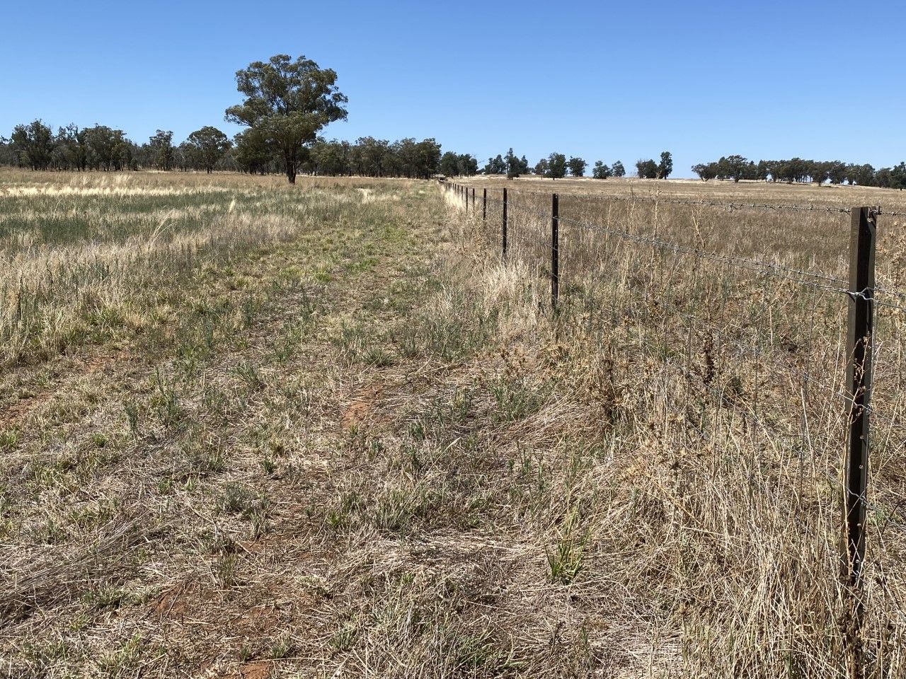 18 Miles Road, Forbes NSW 2871, Image 2