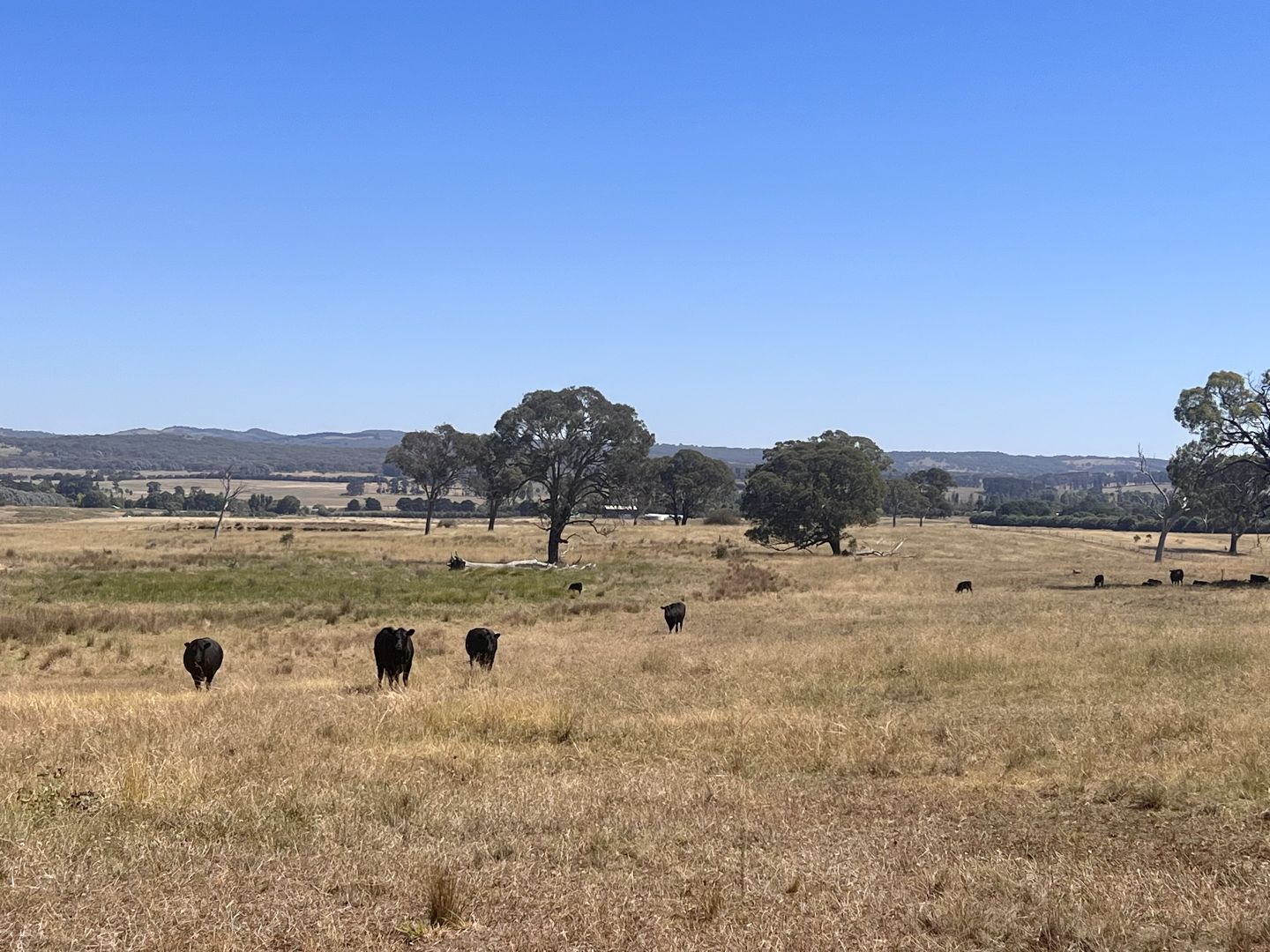 128 Dairy Creek Road, Gundaroo NSW 2620, Image 2