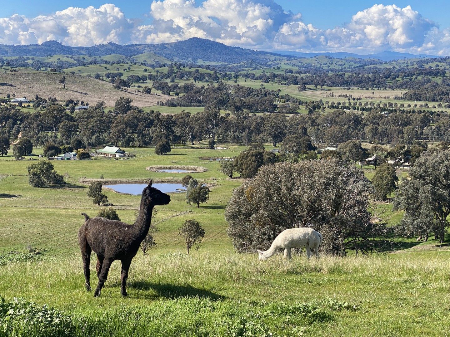 62 Ohanlon Road, Mansfield VIC 3722, Image 1