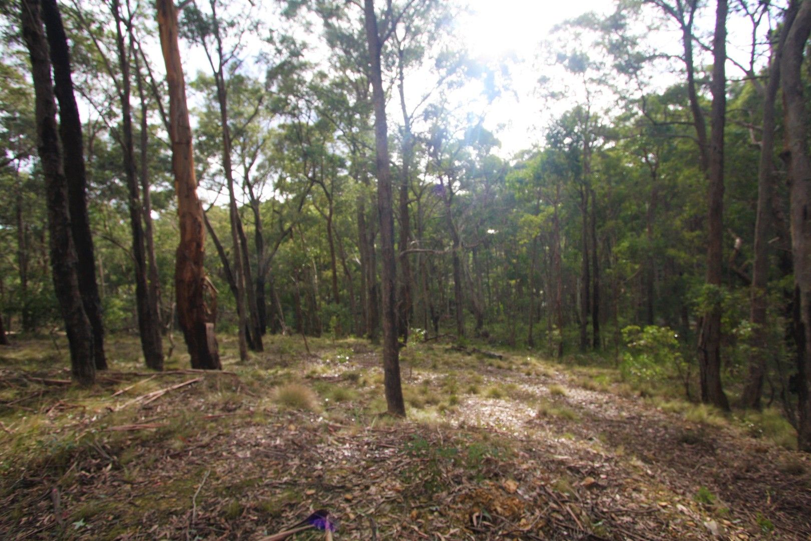 Lot 44 Dales Creek Avenue, Dales Creek VIC 3341 Domain