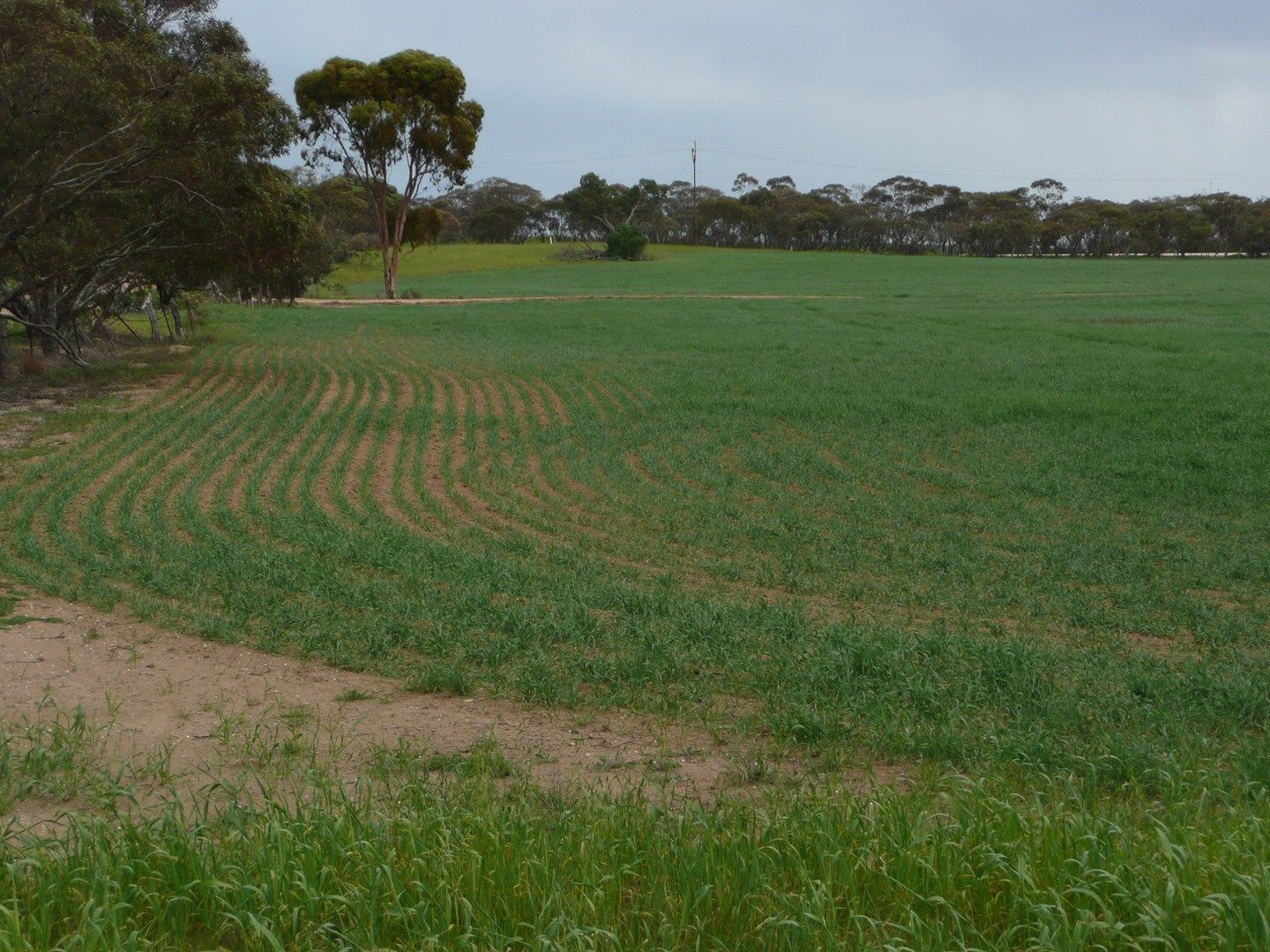 Lots 91-101 Railway Terrace, Lameroo SA 5302, Image 1